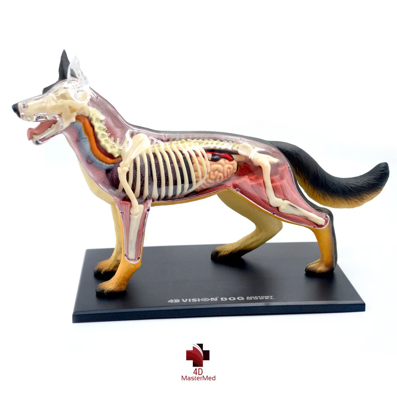 ANATOMIA DO CACHORRO 4D VISION DOG ANATOMY MODEL 4D MASTER